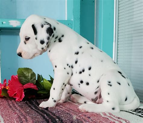 Dalmatian Puppies For Sale Sugarcreek Oh 283569