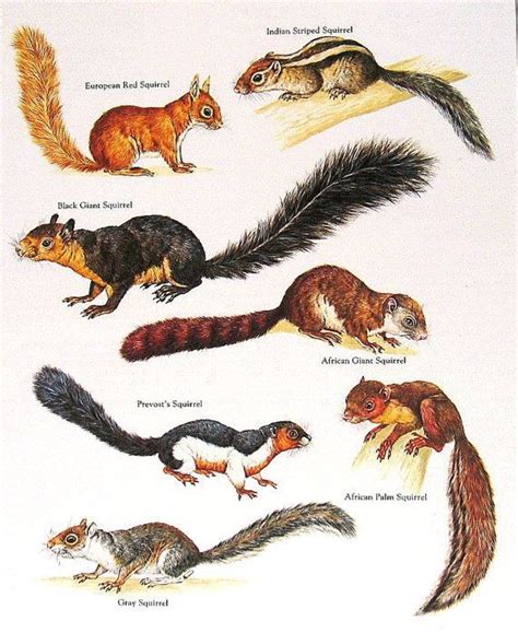 Types Of Squirrels In Michigan