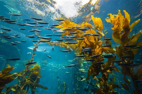 Monterey Bay Aquarium Un Monde Sous Marin Fascinant