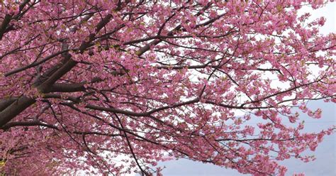 How To Identify Pink Flowering Tree Blooms Ehow Uk