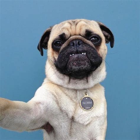 The 33 Cutest Funny Pug Pictures Of All Time The Wondrous