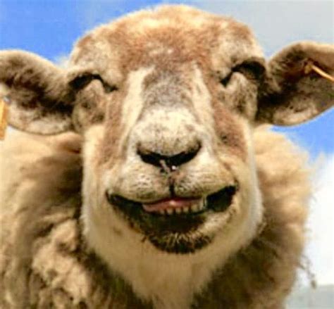 Happy Sheep Laughing Animals Funny Sheep Smiling Animals
