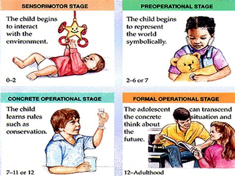 Pigaets 4 Stages Of Development These Four Stages Depict