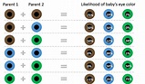 Why eyes have different colors: a science-based look