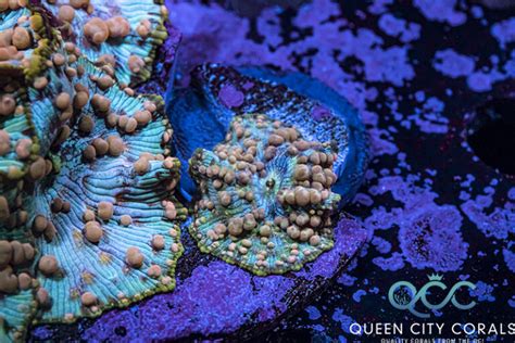 Neptune Bounce Mushroom | Queen City Corals