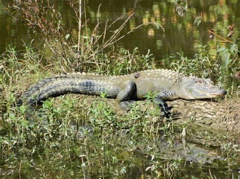 The gators that you rarely hear about, but. alligator on the Alabama river | Alligator, Crocodiles ...