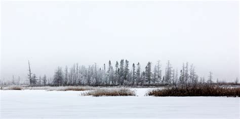 Wallpaper Trees Landscape Lake Nature Snow Winter Ice Morning