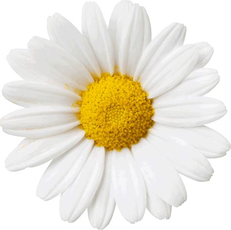 Flower Common Daisy White Sun Flower Png Clipart Large Size Png The