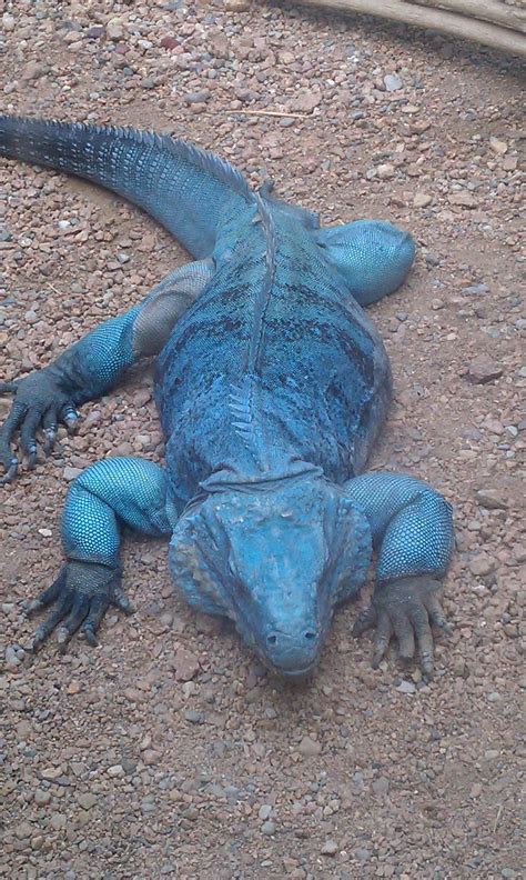 Here, a gila monster eats quail eggs. Grand Cayman blue iguana or Cayman Island blue iguana is ...