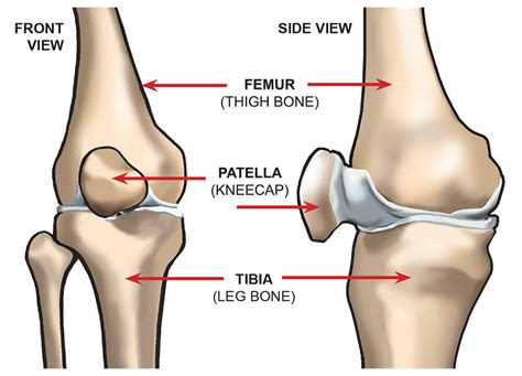Joints of hand anterior view, lateral view, right hand. What are the Parts of the Knee Joint? | Systems4Knees™