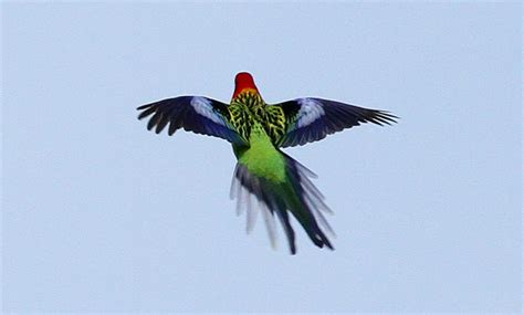 Eastern Rosella Kākā Uhi Whero New Zealand Birds Online