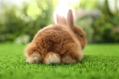 Why Rabbits Have Short Tails Simplyrabbits Rabbit Care