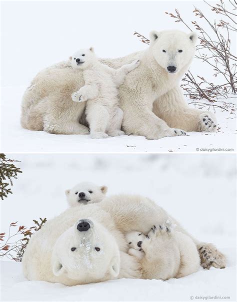 22 Un Bear Ably Cute Momma Bears Teaching Their Teddy Bears How To Bear