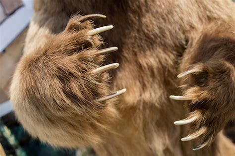 Claws For Sale — Claw Antler And Hide Co