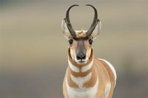 Wild Profile Meet The Pronghorn Antelope Cottage Life