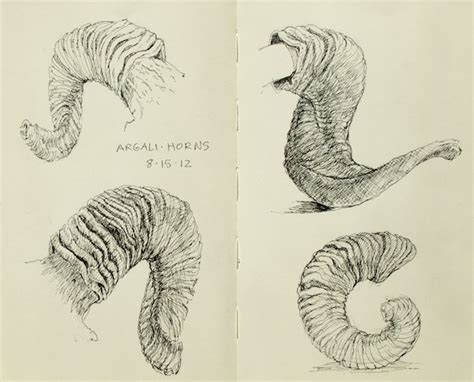 Argali Horns Ikh Nartiin Chuluu Illustration Sketches Scientific