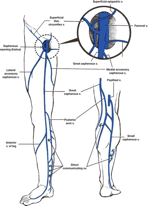 Vascular Anatomy Of The Lower Limbs Thoracic Key