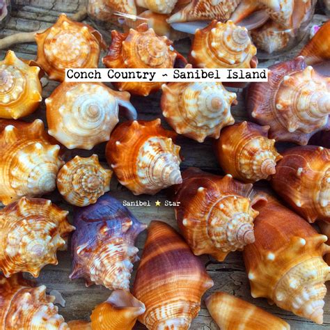 Conch Country Sanibelstar Seashells Island Sanibel