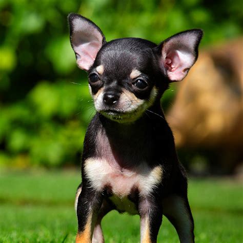 1 Chihuahua Puppies For Sale In Seattle Wa Uptown