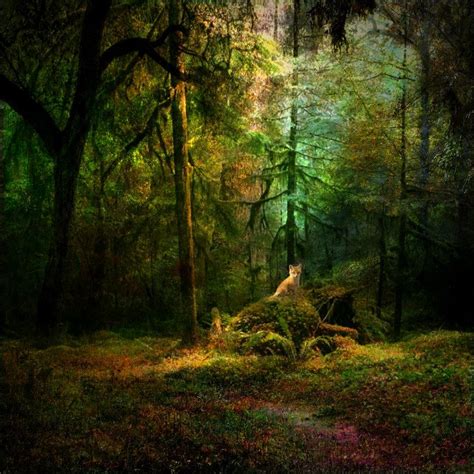 Forest Den By Stroody On Deviantart Forest Woodland Creatures Landscape