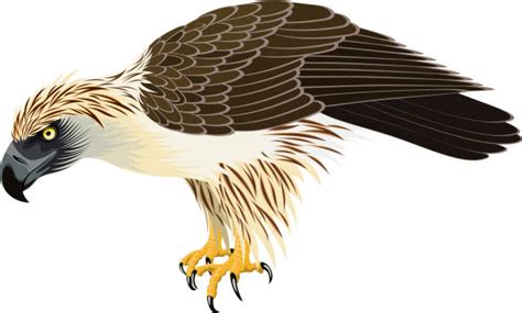 Philippine Eagle Illustrations Royalty Free Vector Graphics And Clip Art