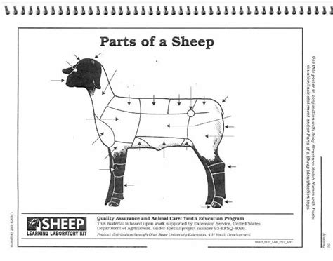 Intro Sheep Sheep Breeds And Terminology Sheep Breeds Sheep Sheep