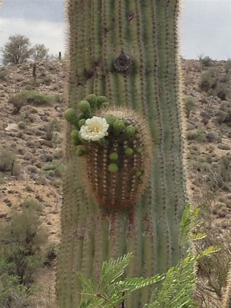 Saguaro Cactus Bloom Near Bagdad Az I Miss These Cactus Flower Cactus