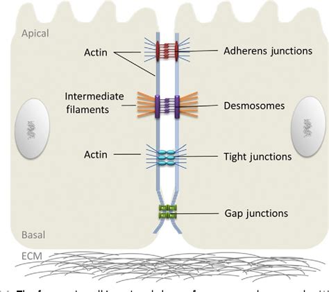 Insights Into The Role Of Cell Cell Junctions In Physiology And Disease