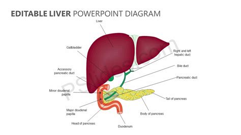Diagram of the liver is illustrated in detail with neat and clear labelling. Editable Liver PowerPoint Diagram