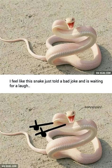Snake Joke Funny Commercials Funny Animals Bad Jokes