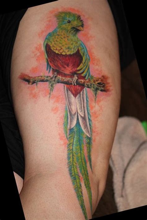 resplendent quetzal on my outer thigh by chris 51 of springfield or this was my first tattoo