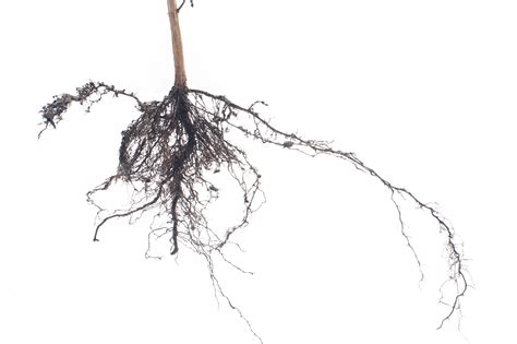 Fibrous Root System Plants
