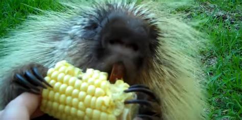 Porcupines Really Like Corn Video Montana Hunting And Fishing