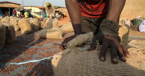Ivory Coast To Boost Cocoa Grinding Capacity With New Plants Trendradars
