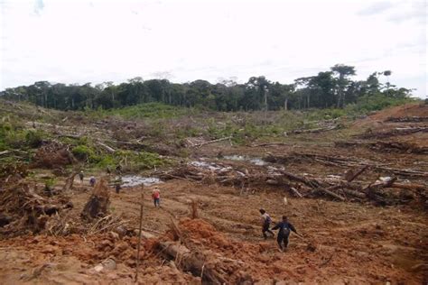 Perú Minagri Permitió Deforestación De Más De 8 Mil