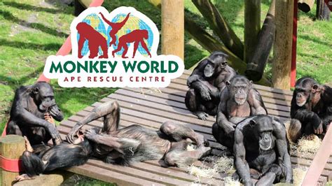 Visit Monkey World Fun Kids The Uks Childrens Radio Station
