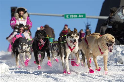 Learn All About Alaska And The Iditarod Trail Sled Dog Race Mountain