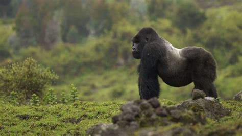 Full Hd Gorilla Photos And Wallpapers 1080p 1080p