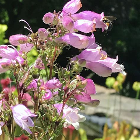 Penstemon Calycosus Putnam Hill Nursery