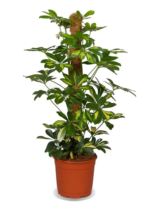 Verzorging Schefflera - Plantsome | Kamerplanten, Planten, Groen