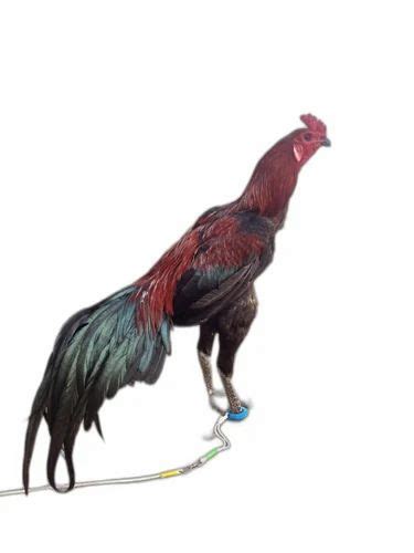 Aseel Fighter Cock Fresh 1year At Rs 5000piece In Salem Id