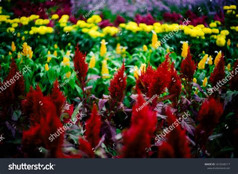 Red Celosia Flowers Yellow Marigold Background Stock Photo 1610248117