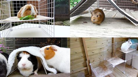 Diy Candc Toyshides For Guinea Pigs And Rabbits Youtube
