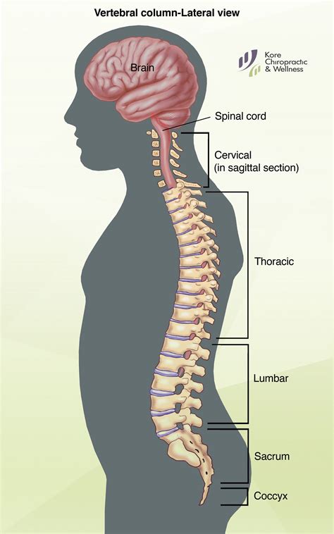 Coluna Vertebral Medical Anatomy Physiology Spine Hea