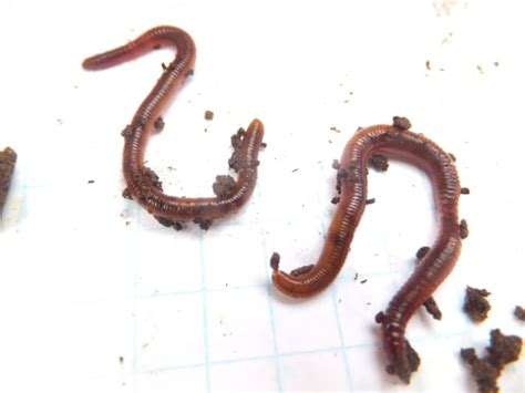 How To Identify The Indian Blue Composting Worm Dengarden