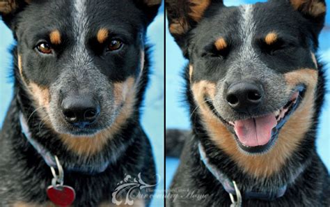 The Big Personality Of Our Blue Heeler Austrailian