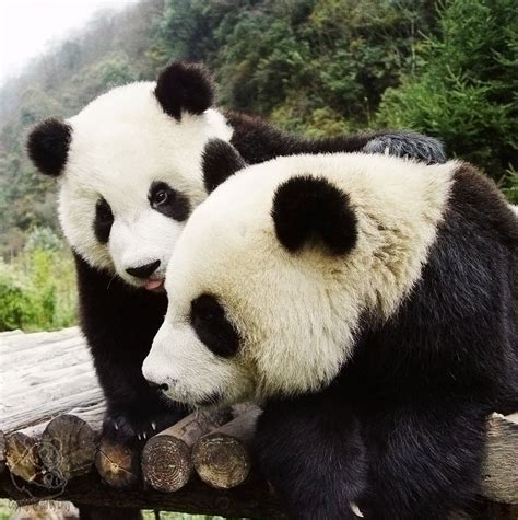 Captive Breeding Program Pandas International