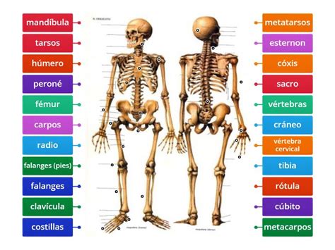 Los Huesos Del Cuerpo Humano Diagrama Con Etiquetas