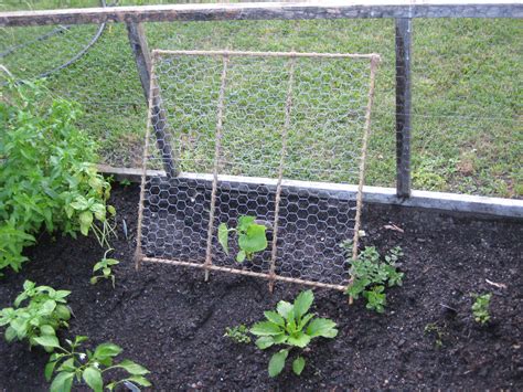 Trellis For Cucumber I Made With Bamboo Chickenwire And Twine