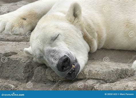 Polar Bear Sleeping Stock Image Image Of Toth Furry 28261423